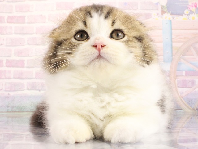 スコティッシュフォールド