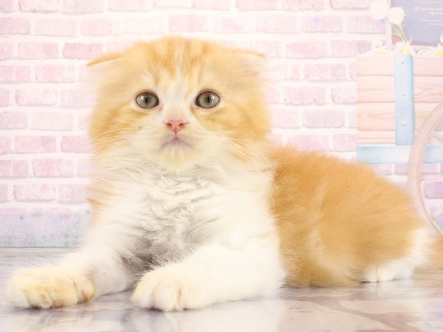 大阪府のスコティッシュフォールド (Coo&RIKU梅田店/2026年3月24日生まれ/男の子/レッドタビーホワイト)の子猫の2枚目の画像