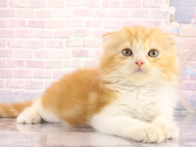 大阪府のスコティッシュフォールド (Coo&RIKU梅田店/2026年3月24日生まれ/男の子/レッドタビーホワイト)の子猫の3枚目の画像