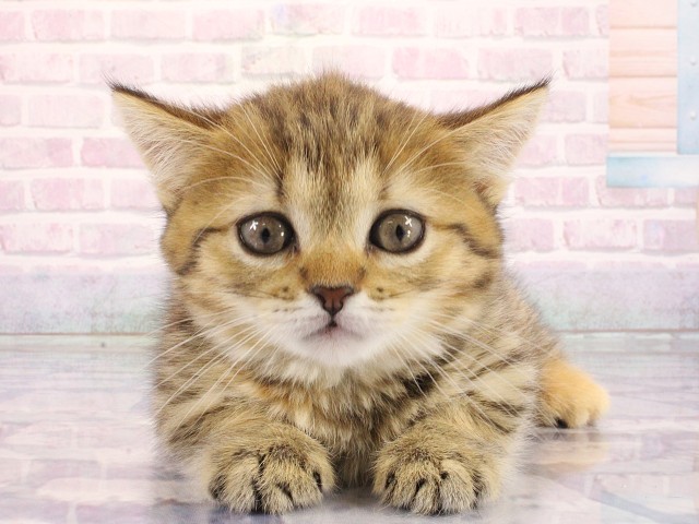 大阪府のミヌエット (Coo&RIKU心斎橋店/2026年3月27日生まれ/女の子/ブラウンタビー)の子猫