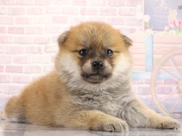 兵庫県のポメ柴/豆ポメ/ポメ豆柴(ポメラニアン×柴犬) (Coo&RIKU神戸三宮店/2026年3月27日生まれ/女の子/赤)の子犬の2枚目の画像