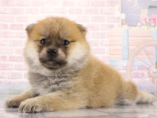 兵庫県のポメ柴/豆ポメ/ポメ豆柴(ポメラニアン×柴犬) (Coo&RIKU神戸三宮店/2026年3月27日生まれ/女の子/赤)の子犬の3枚目の画像