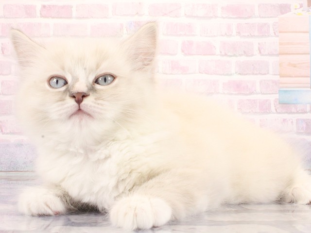 兵庫県のラグドール (Coo&RIKU神戸三宮店/2026年3月21日生まれ/男の子/ブルーポイントミテッド)の子猫の3枚目の画像