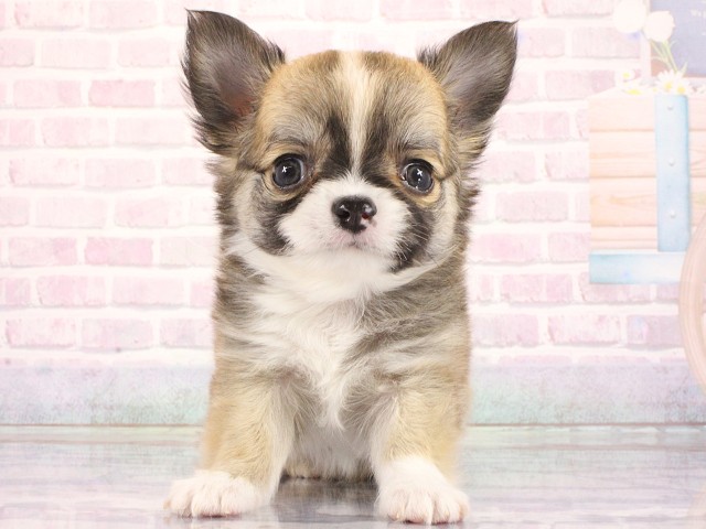 大阪府のチワワ(ロング) (Coo&RIKU梅田店/2026年3月28日生まれ/男の子/フォーンホワイト)の子犬の1枚目の画像
