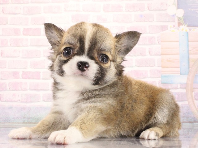 大阪府のチワワ(ロング) (Coo&RIKU梅田店/2026年3月28日生まれ/男の子/フォーンホワイト)の子犬の2枚目の画像