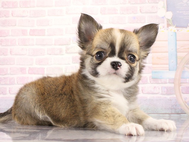 大阪府のチワワ(ロング) (Coo&RIKU梅田店/2026年3月28日生まれ/男の子/フォーンホワイト)の子犬の3枚目の画像