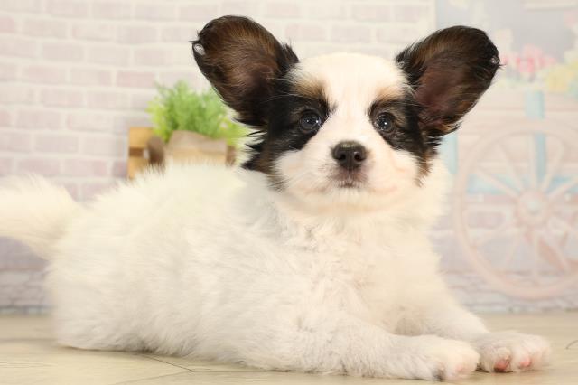愛知県のパピヨン (Coo&RIKU岡崎店/2026年3月25日生まれ/男の子/トライカラー)の子犬の2枚目の画像