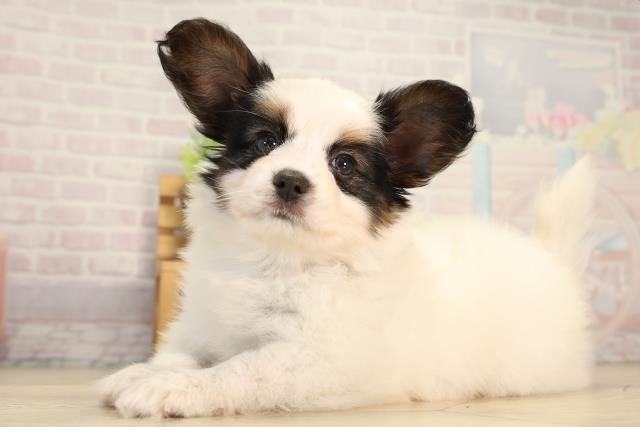 愛知県のパピヨン (Coo&RIKU岡崎店/2026年3月25日生まれ/男の子/トライカラー)の子犬の3枚目の画像