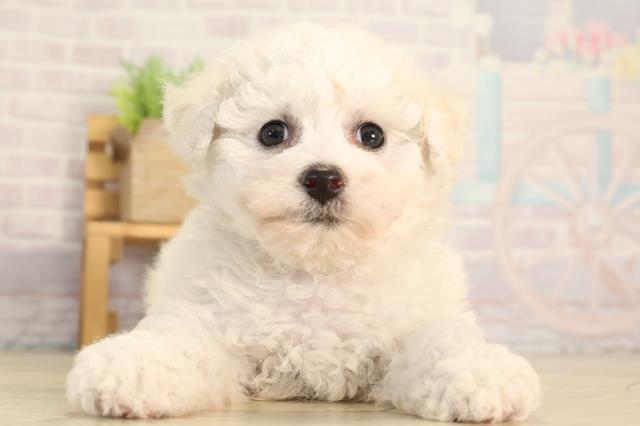 愛知県のビションフリーゼ (Coo&RIKU岡崎店/2026年3月25日生まれ/女の子/ホワイト)の子犬の1枚目の画像