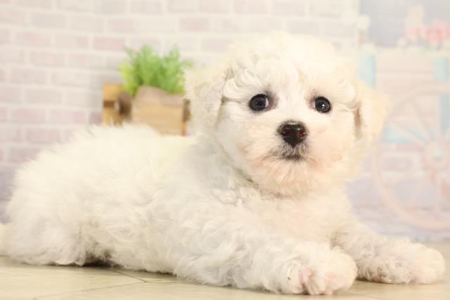 愛知県のビションフリーゼ (Coo&RIKU岡崎店/2026年3月25日生まれ/女の子/ホワイト)の子犬の2枚目の画像