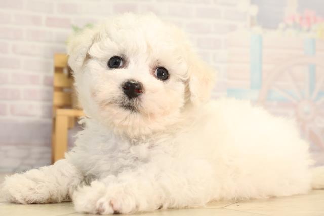 愛知県のビションフリーゼ (Coo&RIKU岡崎店/2026年3月25日生まれ/女の子/ホワイト)の子犬の3枚目の画像