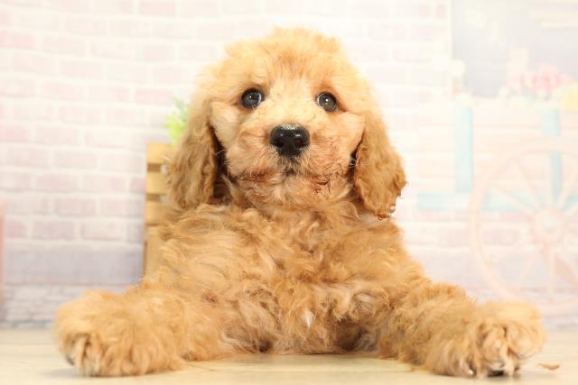 愛知県のスタンダードプードル (Coo&RIKU豊田店/2026年3月28日生まれ/男の子/オレンジフォーン)の子犬の1枚目の画像