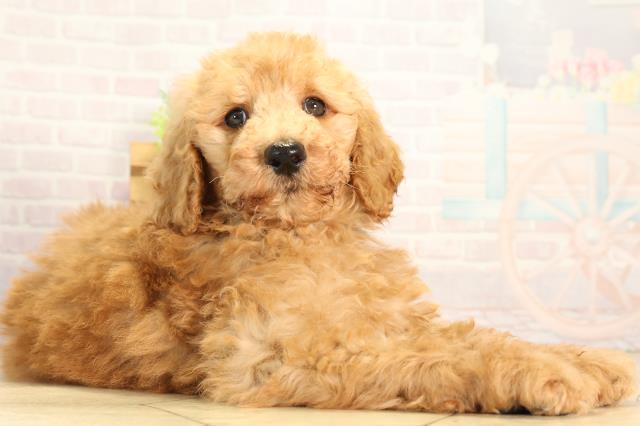 愛知県のスタンダードプードル (Coo&RIKU豊田店/2026年3月28日生まれ/男の子/オレンジフォーン)の子犬の2枚目の画像