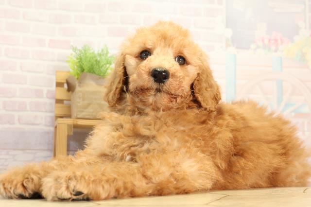 愛知県のスタンダードプードル (Coo&RIKU豊田店/2026年3月28日生まれ/男の子/オレンジフォーン)の子犬の3枚目の画像