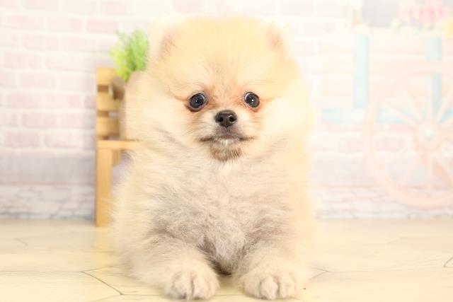 愛知県のポメラニアン (Coo&RIKU名古屋みなと店/2026年3月29日生まれ/男の子/オレンジ)の子犬の1枚目の画像