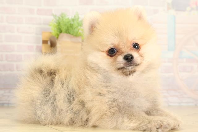 愛知県のポメラニアン (Coo&RIKU名古屋みなと店/2026年3月29日生まれ/男の子/オレンジ)の子犬の2枚目の画像