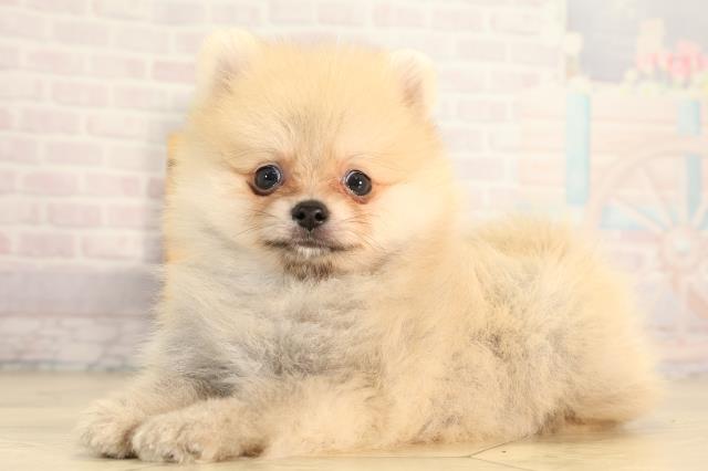 愛知県のポメラニアン (Coo&RIKU名古屋みなと店/2026年3月29日生まれ/男の子/オレンジ)の子犬の3枚目の画像
