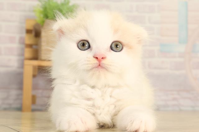 スコティッシュフォールド