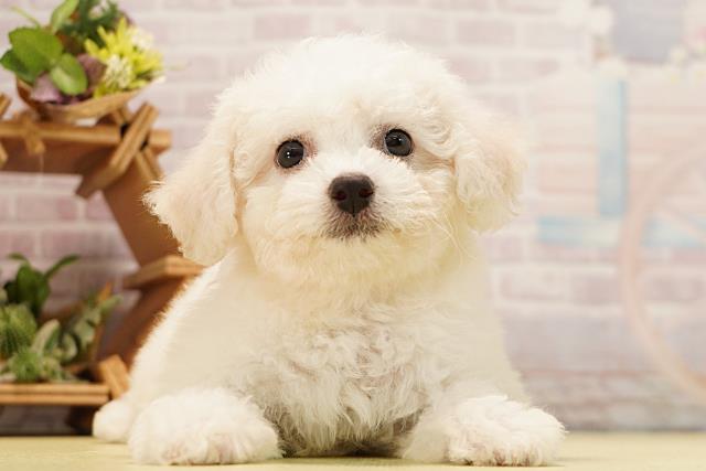 三重県のビションフリーゼ (Coo&RIKU津高茶屋店/2026年3月24日生まれ/女の子/ホワイト)の子犬の1枚目の画像