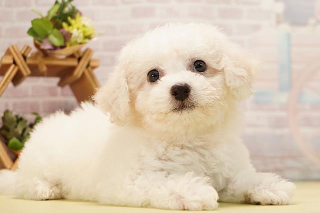 三重県のビションフリーゼ (Coo&RIKU津高茶屋店/2026年3月24日生まれ/女の子/ホワイト)の子犬の2枚目の画像