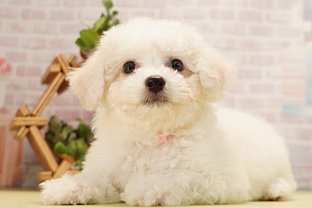 三重県のビションフリーゼ (Coo&RIKU津高茶屋店/2026年3月24日生まれ/女の子/ホワイト)の子犬の3枚目の画像