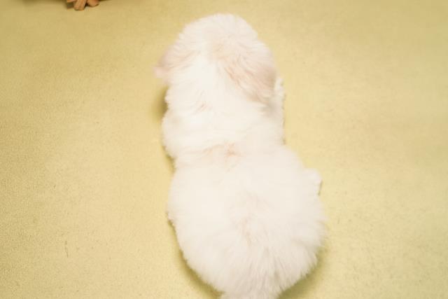 三重県のビションフリーゼ (Coo&RIKU津高茶屋店/2026年3月24日生まれ/女の子/ホワイト)の子犬の4枚目の画像