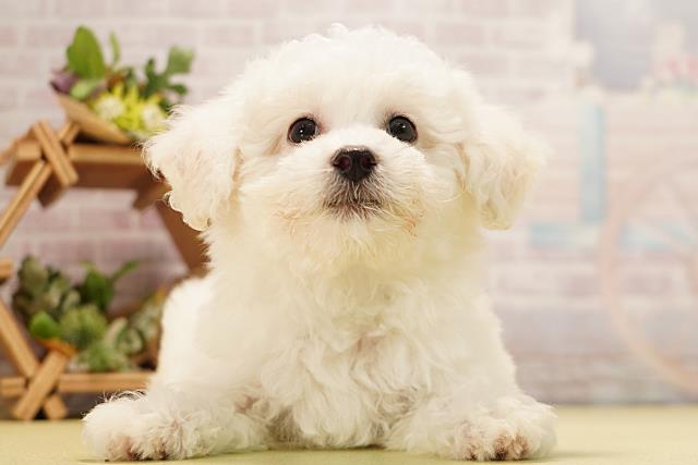 愛知県のビションフリーゼ (Coo&RIKU豊橋店/2026年3月24日生まれ/男の子/ホワイト)の子犬の1枚目の画像
