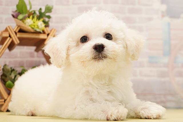 愛知県のビションフリーゼ (Coo&RIKU豊橋店/2026年3月24日生まれ/男の子/ホワイト)の子犬の2枚目の画像