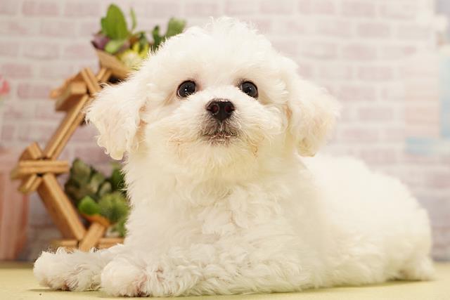 愛知県のビションフリーゼ (Coo&RIKU豊橋店/2026年3月24日生まれ/男の子/ホワイト)の子犬の3枚目の画像