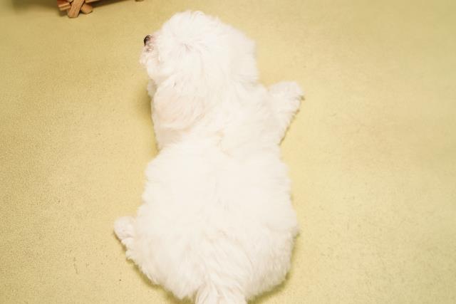 愛知県のビションフリーゼ (Coo&RIKU豊橋店/2026年3月24日生まれ/男の子/ホワイト)の子犬の4枚目の画像