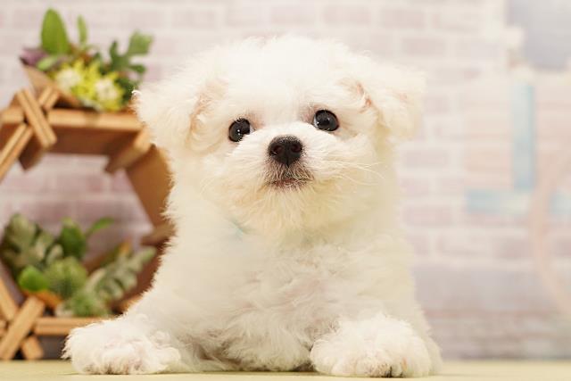 愛知県のビションフリーゼ (Coo&RIKU名古屋みなと店/2026年3月24日生まれ/男の子/ホワイト)の子犬
