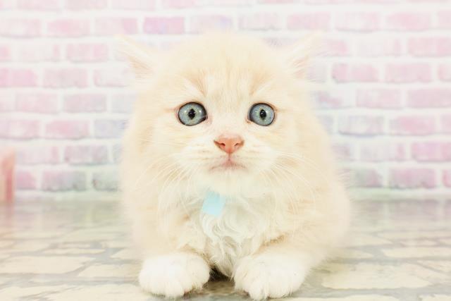 埼玉県のラガマフィン (Coo&RIKU熊谷ニットーモール店/2026年3月27日生まれ/男の子/クリームホワイト)の子猫の1枚目の画像