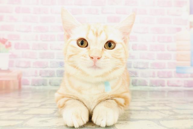 富山県のマンチカン (Coo&RIKU富山店/2025年12月22日生まれ/男の子/カメオタビー)の子猫の1枚目の画像