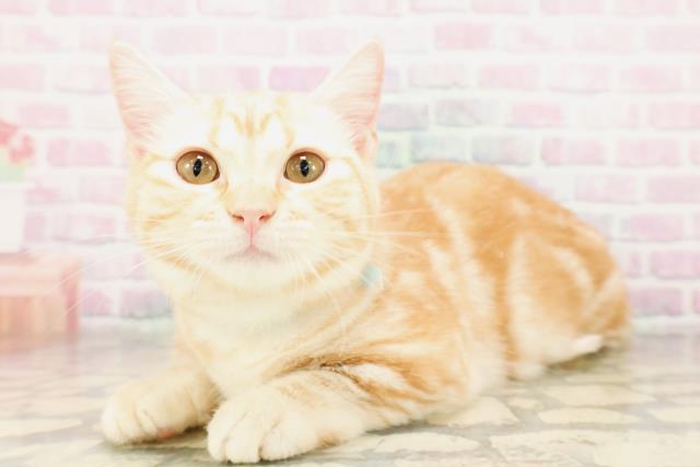 富山県のマンチカン (Coo&RIKU富山店/2025年12月22日生まれ/男の子/カメオタビー)の子猫の2枚目の画像