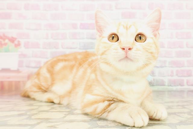 富山県のマンチカン (Coo&RIKU富山店/2025年12月22日生まれ/男の子/カメオタビー)の子猫の3枚目の画像