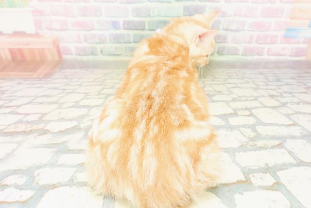 富山県のマンチカン (Coo&RIKU富山店/2025年12月22日生まれ/男の子/カメオタビー)の子猫の4枚目の画像