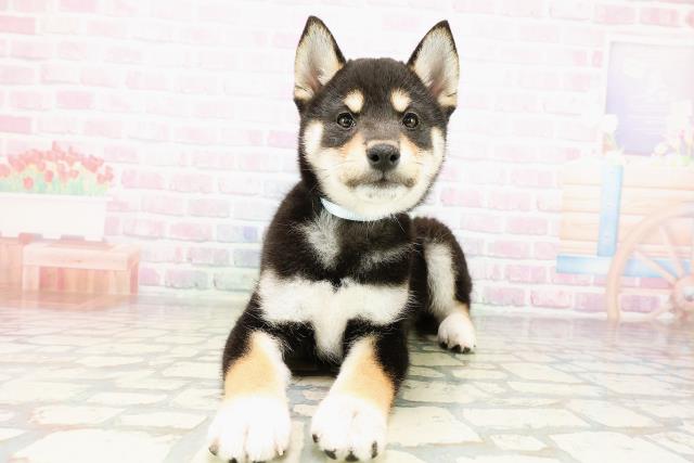 北海道の柴犬(標準サイズ) (Coo&RIKU札幌東店/2026年3月28日生まれ/男の子/黒)の子犬の1枚目の画像