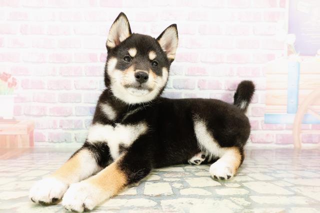 北海道の柴犬(標準サイズ) (Coo&RIKU札幌東店/2026年3月28日生まれ/男の子/黒)の子犬の2枚目の画像