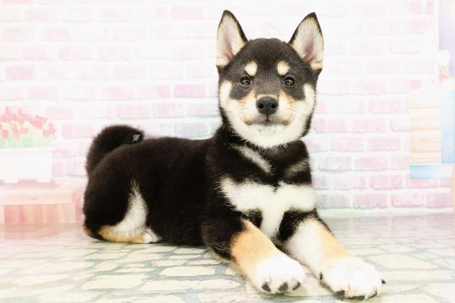 北海道の柴犬(標準サイズ) (Coo&RIKU札幌東店/2026年3月28日生まれ/男の子/黒)の子犬の3枚目の画像