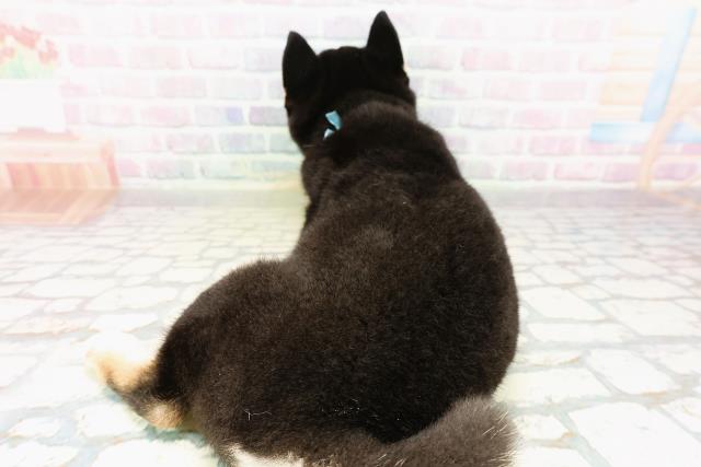 北海道の柴犬(標準サイズ) (Coo&RIKU札幌東店/2026年3月28日生まれ/男の子/黒)の子犬の4枚目の画像