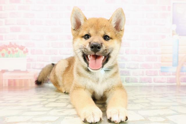 千葉県の柴犬(標準サイズ) (Coo&RIKU南柏店/2026年3月29日生まれ/男の子/赤)の子犬