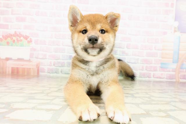 埼玉県の柴犬(標準サイズ) (Coo&RIKU熊谷ニットーモール店/2026年3月29日生まれ/女の子/赤)の子犬
