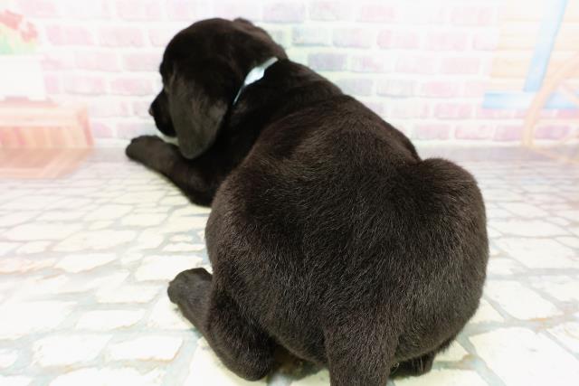 栃木県のラブラドールレトリーバー (Coo&RIKUFKDインターパーク店/2026年3月29日生まれ/男の子/ブラック)の子犬の4枚目の画像