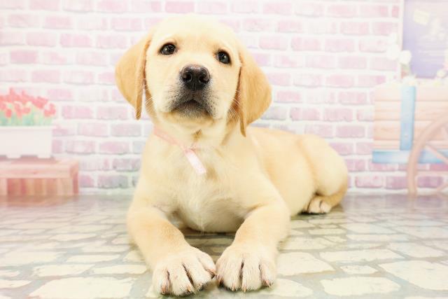 東京都のラブラドールレトリーバー (Coo&RIKU足立本店/2026年3月29日生まれ/女の子/イエロー)の子犬の1枚目の画像