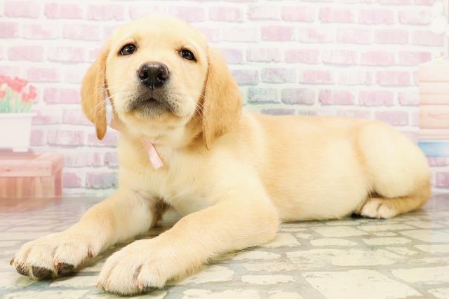 東京都のラブラドールレトリーバー (Coo&RIKU足立本店/2026年3月29日生まれ/女の子/イエロー)の子犬の2枚目の画像