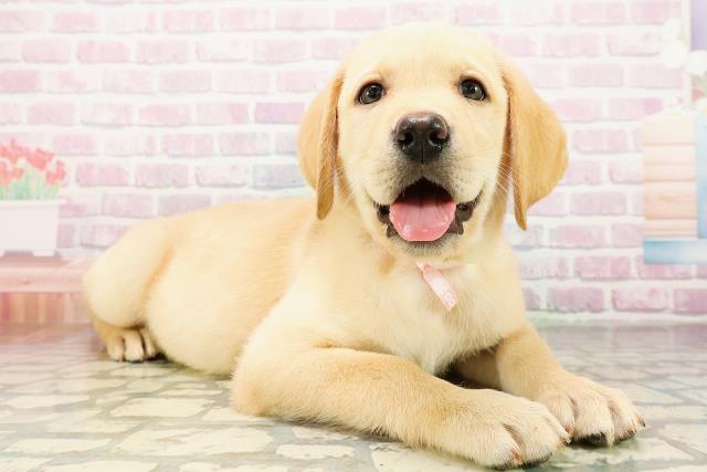 東京都のラブラドールレトリーバー (Coo&RIKU足立本店/2026年3月29日生まれ/女の子/イエロー)の子犬の3枚目の画像