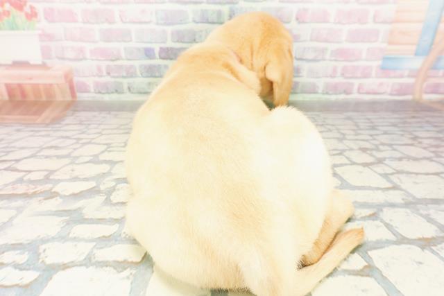 東京都のラブラドールレトリーバー (Coo&RIKU足立本店/2026年3月29日生まれ/女の子/イエロー)の子犬の4枚目の画像