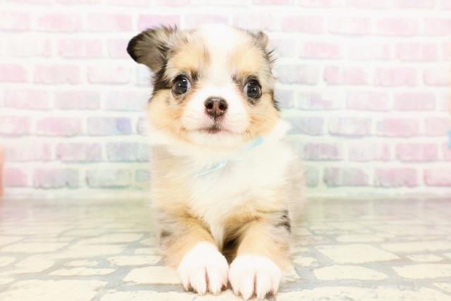 北海道のチワワ(ロング) (Coo&RIKU帯広店/2026年3月29日生まれ/男の子/ブルーマール)の子犬の1枚目の画像