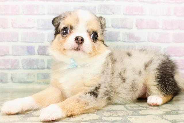 北海道のチワワ(ロング) (Coo&RIKU帯広店/2026年3月29日生まれ/男の子/ブルーマール)の子犬の2枚目の画像