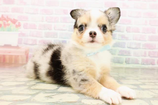 北海道のチワワ(ロング) (Coo&RIKU帯広店/2026年3月29日生まれ/男の子/ブルーマール)の子犬の3枚目の画像